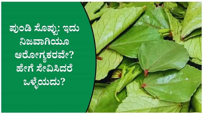 ಆರೋಗ್ಯಕ್ಕೆ ಉತ್ತಮ ಈ ಸೊಪ್ಪು: ಪುಂಡಿ ಸೊಪ್ಪಿನ ವಿಶೇಷತೆ ತಿಳಿಯಿರಿ