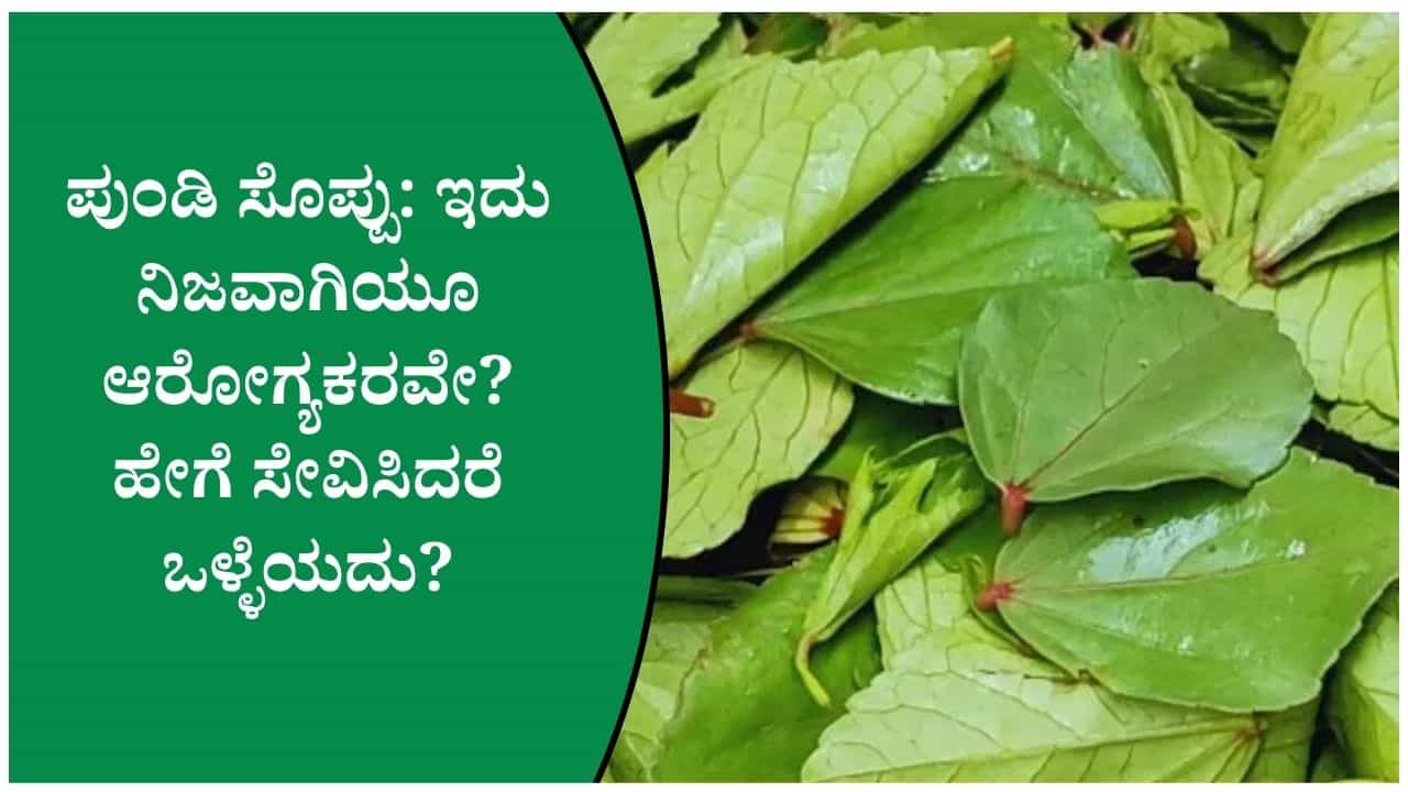 ಪುಂಡಿ ಸೊಪ್ಪಿನ ಬಗ್ಗೆ ಕೇಳಿದ್ದೀರಾ? ಇದರಿಂದ ಆರೋಗ್ಯಕ್ಕೆ ಸಿಗುವ ಪ್ರಯೋಜನಗಳೇನು? ಪುಂಡಿ ಸೊಪ್ಪಿನ ಬಗ್ಗೆ ಕೇಳಿದ್ದೀರಾ? ಇದರಿಂದ ಆರೋಗ್ಯಕ್ಕೆ ಸಿಗುವ ಪ್ರಯೋಜನಗಳೇನು?