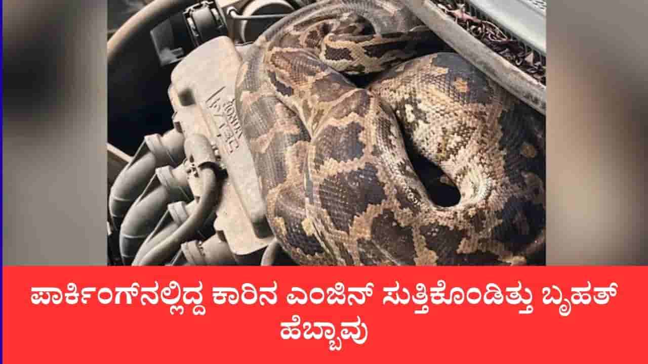 ಕಾರಿನ ಬಾನೆಟ್ನಲ್ಲಿ ವಿಚಿತ್ರ ಸದ್ದು, ತೆರೆದು ನೋಡಿದ ಮಾಲೀಕನಿಗೆ ಶಾಕ್: 7 ಅಡಿ ಉದ್ದದ ಹೆಬ್ಬಾವು ಪ್ರತ್ಯಕ್ಷ