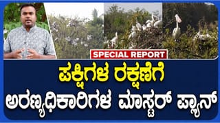 ರಂಗನತಿಟ್ಟುನಲ್ಲಿ ವಿದೇಶಿ ಮಾದರಿ ಪ್ರಯೋಗ: ಪಕ್ಷಿಗಳ ರಕ್ಷಣೆಗೆ ಗೇಬಿಯನ್ ತಂತ್ರಜ್ಞಾನ