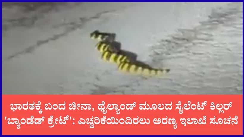 ಭಾರತಕ್ಕೆ ಎಂಟ್ರಿ ಕೊಟ್ಟ ಬ್ಯಾಂಡೆಡ್ ಕ್ರೇಟ್: ಸ್ವಲ್ಪ ಎಚ್ಚರ ತಪ್ಪಿದ್ರೂ ಪ್ರಾಣ ಹೋಗುವುದು ಗ್ಯಾರಂಟಿ