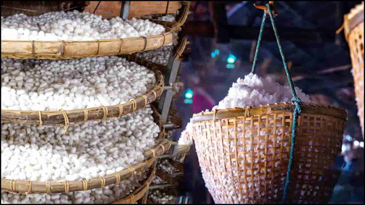 ಕೇಂದ್ರ ರೇಷ್ಮೆ ಮಂಡಳಿಯಲ್ಲಿ ಉದ್ಯೋಗವಕಾಶ: 2 ಲಕ್ಷಕ್ಕೂ ಅಧಿಕ ವೇತನ, ಅರ್ಜಿ ಸಲ್ಲಿಕೆ ಹೇಗೆ? ಇಲ್ಲಿದೆ ಪೂರ್ಣ ವಿವರ!