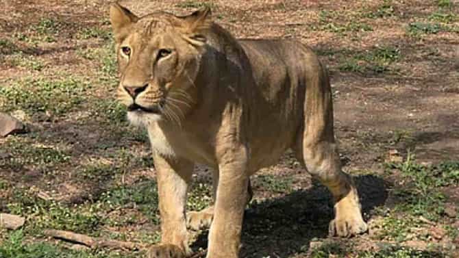 ತ್ಯಾವರೆಕೊಪ್ಪ ಮೃಗಾಲಯದಲ್ಲಿ 4 ಸಿಂಹದ ಮರಿಗಳು ಸಾವು!