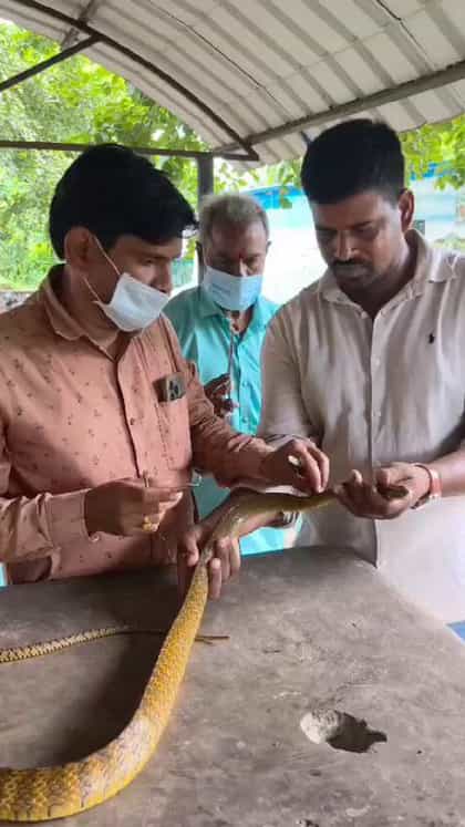 ಗಾಯಗೊಂಡಿದ್ದ ಹಾವಿಗೆ 6 ಹೊಲಿಗೆ ಹಾಕಿ ಜೀವ ಉಳಿಸಿದ ವೈದ್ಯರು