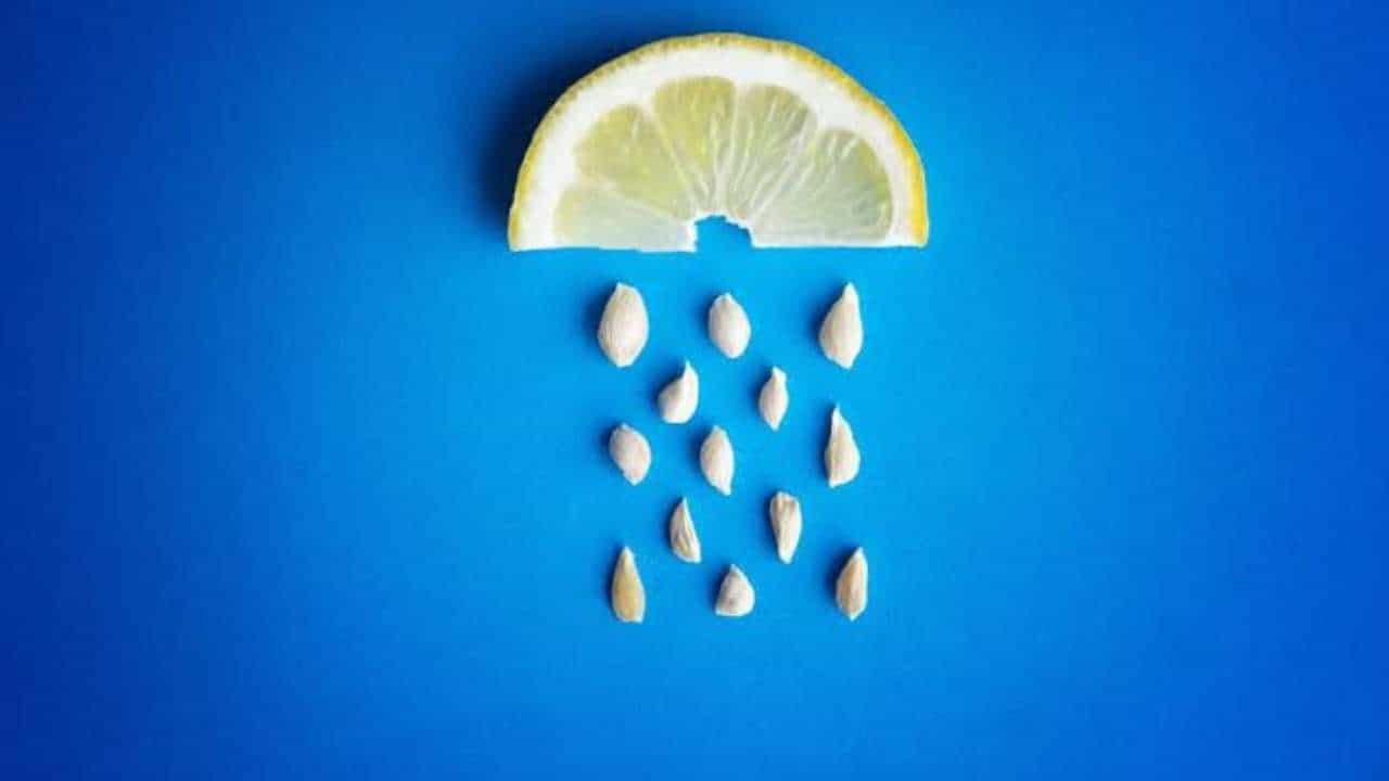 Lemon Seed: ಆಕಸ್ಮಿಕವಾಗಿ ನಿಂಬೆ ಬೀಜ ನುಂಗಿಬಿಟ್ಟರೆ ಏನಾಗುತ್ತದೆ? ಹೊಟ್ಟೆಯಲ್ಲಿ ಏನೆಲ್ಲ ಆಗುತ್ತೆ? Lemon Seed: ಆಕಸ್ಮಿಕವಾಗಿ ನಿಂಬೆ ಬೀಜ ನುಂಗಿಬಿಟ್ಟರೆ ಏನಾಗುತ್ತದೆ? ಹೊಟ್ಟೆಯಲ್ಲಿ ಏನೆಲ್ಲ ಆಗುತ್ತೆ?