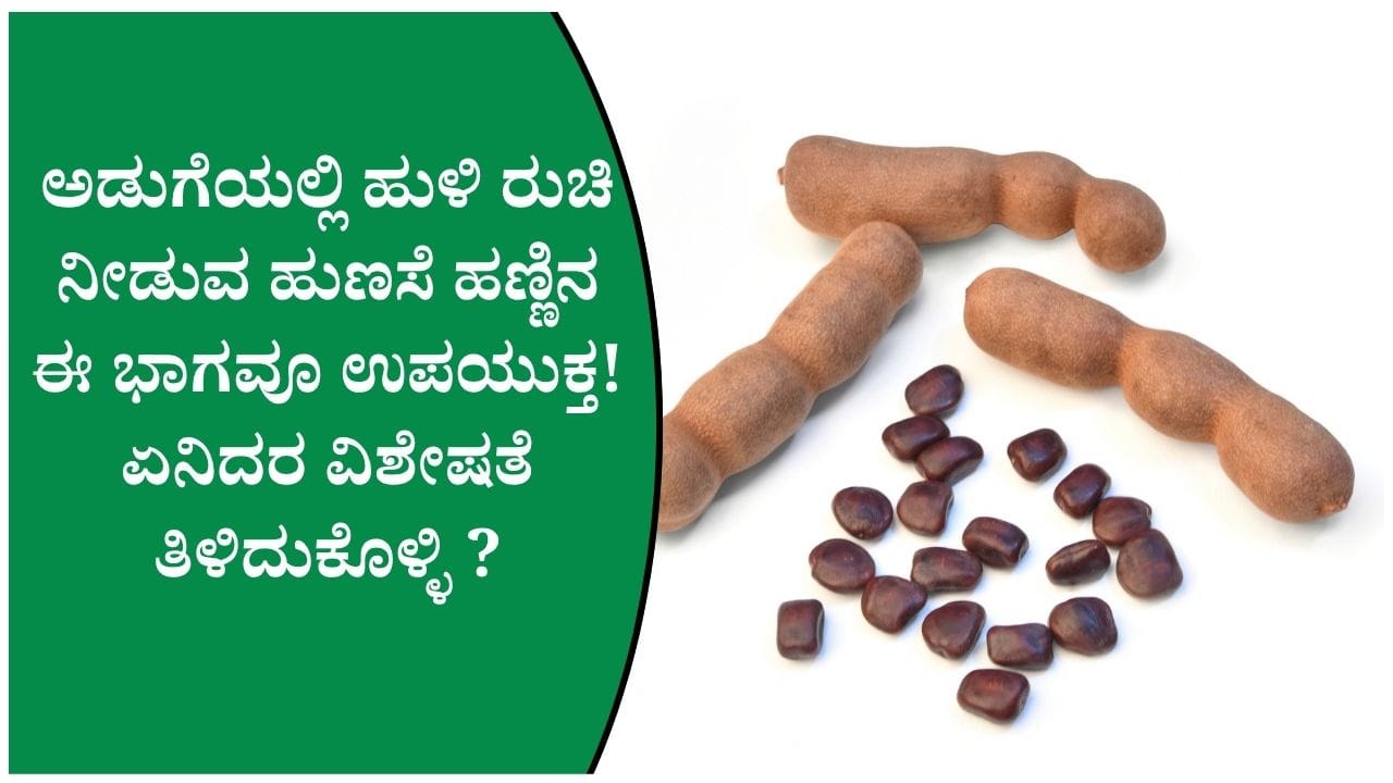 ಹುಣಸೆ ಮಾತ್ರವಲ್ಲ, ಅದರ ಬೀಜವೂ ಉಪಯುಕ್ತ! ಕಸದಂತೆ ಎಸೆಯುವ ಮುನ್ನ ಈ ವಿಷಯ ತಿಳಿದಿರಲಿ
