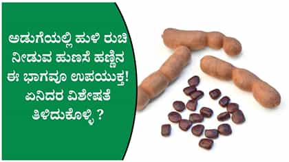 ಹುಣಸೆ ಹಣ್ಣು ಮಾತ್ರವಲ್ಲ, ಅದರ ಬೀಜವೂ ಉಪಯುಕ್ತ!