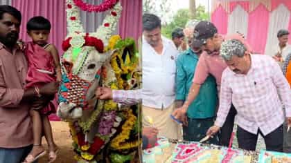 ತಿರುಪತಿ ಎಕ್ಸ್‌ಪ್ರೆಸ್ ಹೋರಿ ಜನ್ಮದಿನ: ಕೇಕ್ ಕತ್ತರಿಸಿ ಸಂಭ್ರಮಾಚರಣೆ