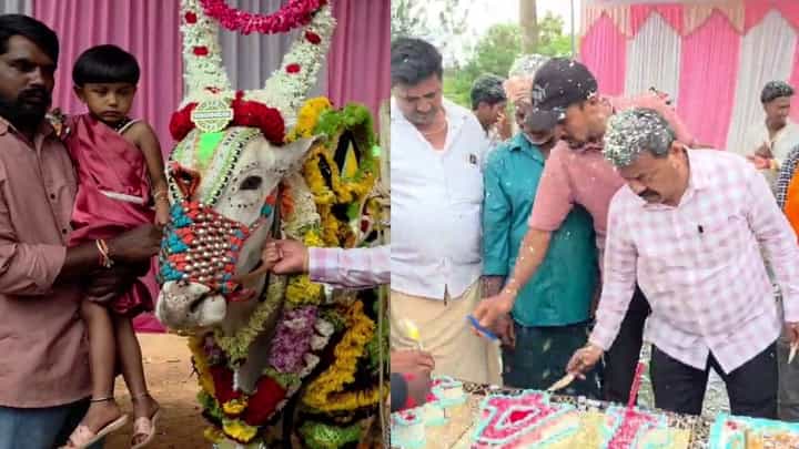 ತಿರುಪತಿ ಎಕ್ಸ್ಪ್ರೆಸ್ ಹೋರಿಗೆ ಅದ್ದೂರಿ ಜನ್ಮದಿನ ಆಚರಣೆ: ಕೇಕ್ ಕತ್ತರಿಸಿ ಸಂಭ್ರಮಿಸಿದ ಅಭಿಮಾನಿಗಳು! ತಿರುಪತಿ ಎಕ್ಸ್ಪ್ರೆಸ್ ಹೋರಿಗೆ ಅದ್ದೂರಿ ಜನ್ಮದಿನ ಆಚರಣೆ: ಕೇಕ್ ಕತ್ತರಿಸಿ ಸಂಭ್ರಮಿಸಿದ ಅಭಿಮಾನಿಗಳು!