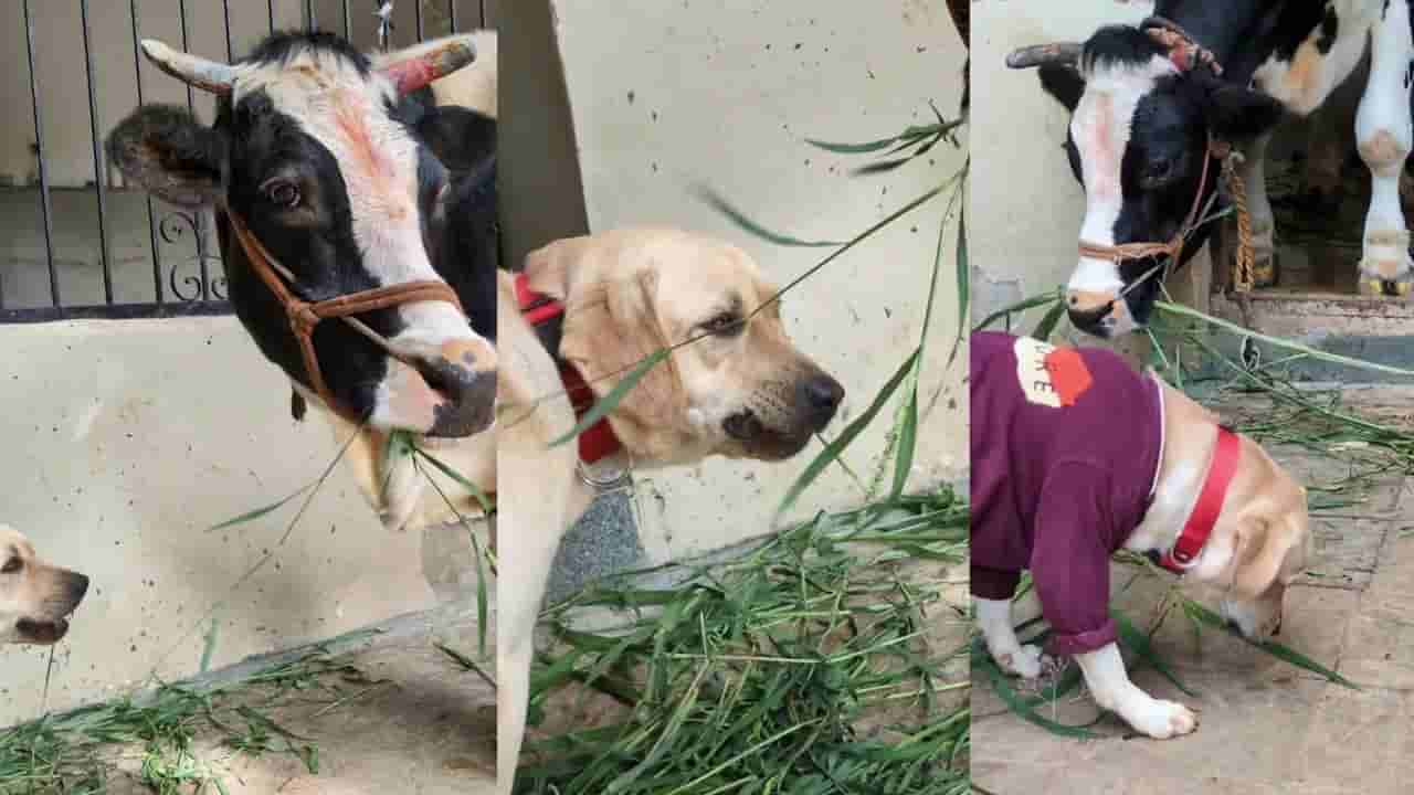 Video: ಸಹವಾಸ ದೋಷ ಅಂದ್ರೆ ಇದೇ ಇರ್ಬೇಕು; ಹಸುವಿನ ಜತೆ ಸೇರಿ ಹುಲ್ಲು ತಿಂದ ಶ್ವಾನ