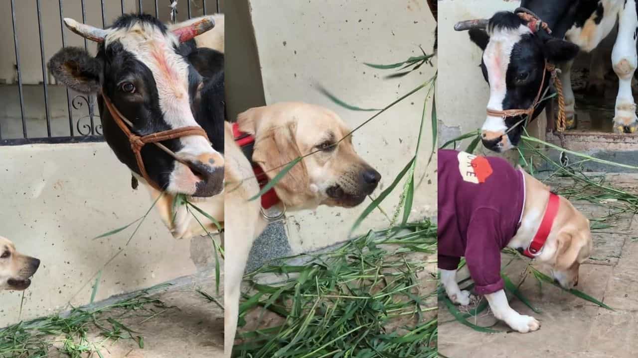 Video: ಸಹವಾಸ ದೋಷ ಅಂದ್ರೆ ಇದೇ ಇರ್ಬೇಕು; ಹಸುವಿನ ಜತೆ ಸೇರಿ ಹುಲ್ಲು ತಿಂದ ಶ್ವಾನ Video: ಸಹವಾಸ ದೋಷ ಅಂದ್ರೆ ಇದೇ ಇರ್ಬೇಕು; ಹಸುವಿನ ಜತೆ ಸೇರಿ ಹುಲ್ಲು ತಿಂದ ಶ್ವಾನ