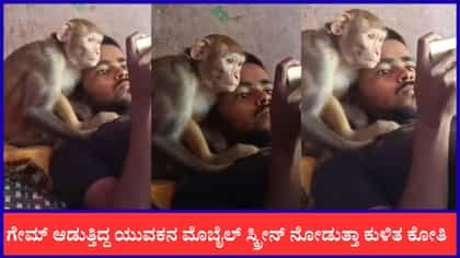 ಗೇಮ್ ಆಡುತ್ತಿದ್ದ ಯುವಕನ ಮೊಬೈಲ್ ಸ್ಕ್ರೀನ್‌ ನೋಡುತ್ತಾ ಕುಳಿತ ಕೋತಿ