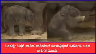  Video: ನಿಂತಲ್ಲೇ ನಿದ್ದೆಗೆ ಜಾರಿದ ಮರಿಯಾನೆ, ಮುಂದೇನಾಯ್ತು ನೋಡಿ