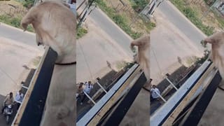 Video: ಕಾಯುವಿಕೆ ಕೊನೆಗೂ ಅಂತ್ಯವಾಯ್ತು; ಮಾಲೀಕನನ್ನು ಕಂಡೊಡನೆ ಖುಷಿಯಲ್ಲಿ ಓಡಿ ಬಂದ ಶ್ವಾನ