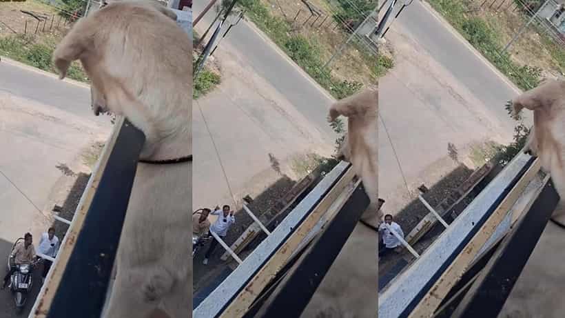 Video: ಕಾಯುವಿಕೆ ಕೊನೆಗೂ ಅಂತ್ಯವಾಯ್ತು; ಮಾಲೀಕನನ್ನು ಕಂಡೊಡನೆ ಖುಷಿಯಲ್ಲಿ ಓಡಿ ಬಂದ ಶ್ವಾನ