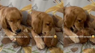 Video: ಚೂಪಾದ ಹಲ್ಲಿನಿಂದ ತೆಂಗಿನಕಾಯಿ ಸಿಪ್ಪೆ ಸುಲಿದ ಶ್ವಾನ, ವೈರಲ್ ಆಯ್ತು ದೃಶ್ಯ