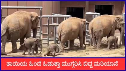 ತಾಯಿಯ ಹಿಂದೆ ಓಡುತ್ತಾ ಮುಗ್ಗರಿಸಿ ಬಿದ್ದ ಮರಿಯಾನೆ, ವೈರಲ್‌ ಆಯ್ತು ದೃಶ್ಯ