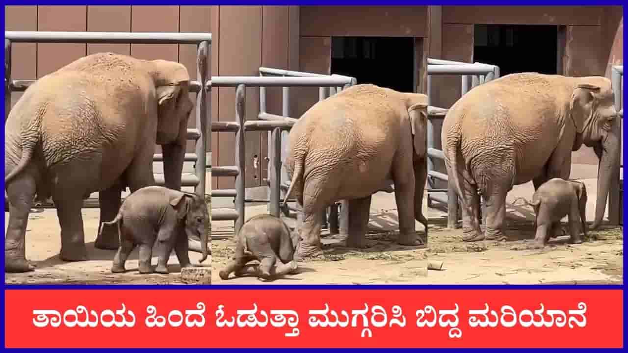 Video: ತಾಯಿಯ ಹಿಂದೆ ಓಡುತ್ತಾ ಮುಗ್ಗರಿಸಿ ಬಿದ್ದ ಮರಿಯಾನೆ, ವೈರಲ್ ಆಯ್ತು ದೃಶ್ಯ