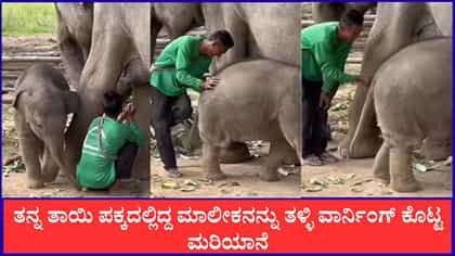 ತಾಯಾನೆ ಪಕ್ಕ ಕುಳಿತಿದ್ದ ಮಾಲೀಕನನ್ನು ತಳ್ಳಿ ಹಾಕಿದ ಮರಿಯಾನೆ