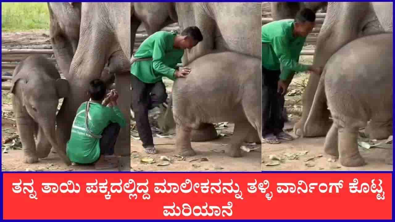 Video: ತನ್ನ ತಾಯಿ ಪಕ್ಕದಲ್ಲಿದ್ದ ಮಾಲೀಕನನ್ನು ತಳ್ಳಿ ವಾರ್ನಿಂಗ್ ಕೊಟ್ಟ ಮರಿಯಾನೆ