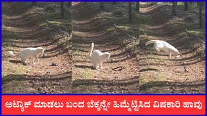 ಅಟ್ಯಾಕ್‌ ಮಾಡಲು ಬಂದ ಬೆಕ್ಕನ್ನೇ ಹೆದರಿಸಿ ಓಡಿಸಿದ ವಿಷಕಾರಿ ಹಾವು
