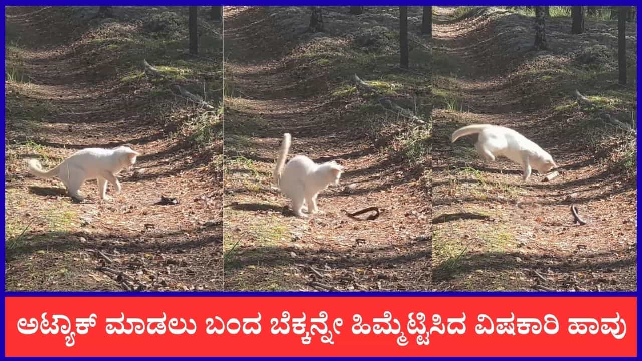 Video: ಅಟ್ಯಾಕ್ ಮಾಡಲು ಬಂದ ಬೆಕ್ಕನ್ನೇ ಹೆದರಿಸಿ ಓಡಿಸಿದ ವಿಷಕಾರಿ ಹಾವು, ವೈರಲ್ ಆಯ್ತು ದೃಶ್ಯ Video: ಅಟ್ಯಾಕ್ ಮಾಡಲು ಬಂದ ಬೆಕ್ಕನ್ನೇ ಹೆದರಿಸಿ ಓಡಿಸಿದ ವಿಷಕಾರಿ ಹಾವು, ವೈರಲ್ ಆಯ್ತು ದೃಶ್ಯ