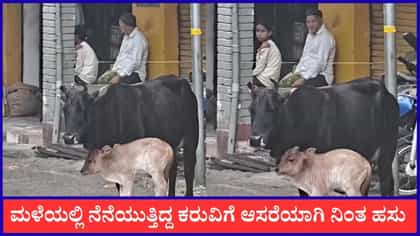 ಮಳೆಯಲ್ಲಿ ನೆನೆಯುತ್ತಿದ್ದ ಕರುವಿಗೆ ಆಸರೆಯಾಗಿ ನಿಂತ ಹಸು
