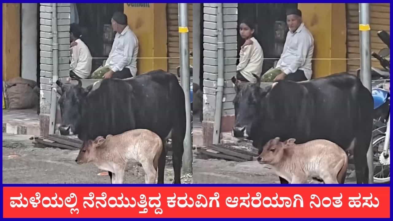 Video: ಮಳೆಯಲ್ಲಿ ಒದ್ದೆಯಾಗದಂತೆ ಕರುವನ್ನು ರಕ್ಷಿಸಿದ ಹಸು, ಇದೇ ನೋಡಿ ತಾಯಿ ಪ್ರೀತಿ