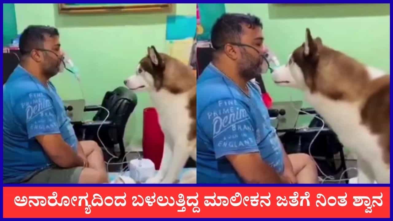 Video: ನಾನು ನಿನ್ನ ಜೊತೆಗಿದ್ದೇನೆ; ಅನಾರೋಗ್ಯದಿಂದ ಬಳಲುತ್ತಿದ್ದ ಮಾಲೀಕನ ಜತೆಗೆ ನಿಂತ ಶ್ವಾನ Video: ನಾನು ನಿನ್ನ ಜೊತೆಗಿದ್ದೇನೆ; ಅನಾರೋಗ್ಯದಿಂದ ಬಳಲುತ್ತಿದ್ದ ಮಾಲೀಕನ ಜತೆಗೆ ನಿಂತ ಶ್ವಾನ