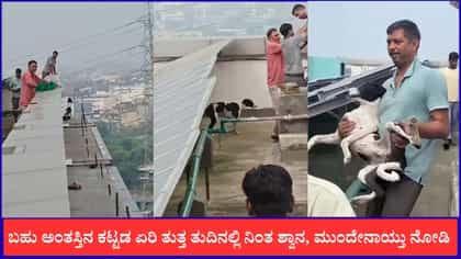 ಬಹು ಅಂತಸ್ತಿನ ಕಟ್ಟಡ ಏರಿ ತುತ್ತ ತುದಿನಲ್ಲಿ ನಿಂತಿದ್ದ ಶ್ವಾನದ ರಕ್ಷಣೆ