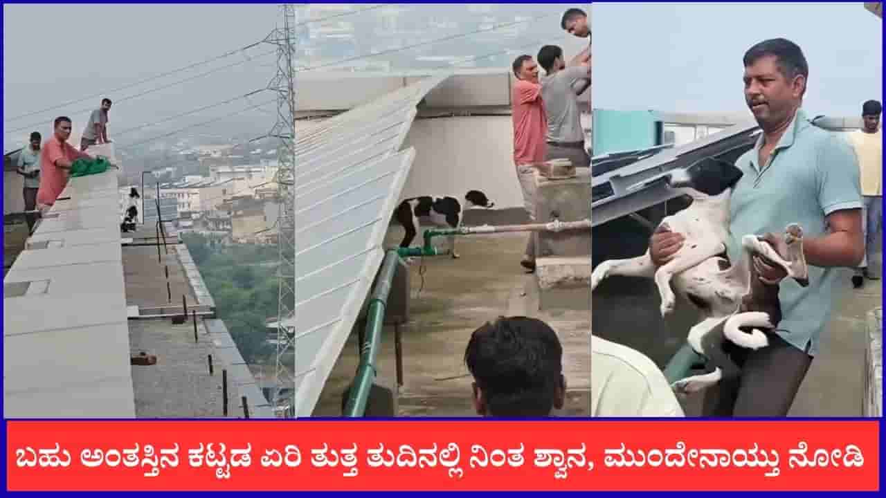 Video: ಬಹು ಅಂತಸ್ತಿನ ಕಟ್ಟಡ ಏರಿ ತುತ್ತ ತುದಿನಲ್ಲಿ ನಿಂತ ಶ್ವಾನ, ಮುಂದೇನಾಯ್ತು ನೋಡಿ