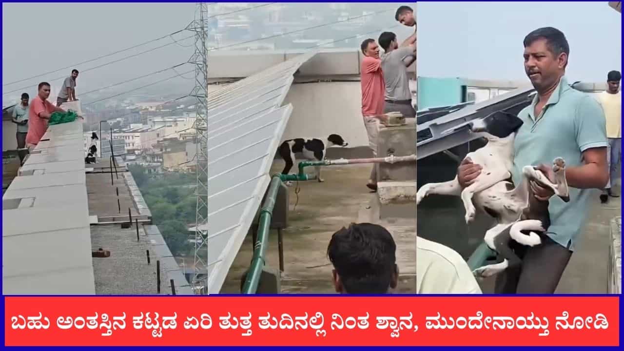 Video: ಬಹು ಅಂತಸ್ತಿನ ಕಟ್ಟಡ ಏರಿ ತುತ್ತ ತುದಿನಲ್ಲಿ ನಿಂತ ಶ್ವಾನ, ಮುಂದೇನಾಯ್ತು ನೋಡಿ Video: ಬಹು ಅಂತಸ್ತಿನ ಕಟ್ಟಡ ಏರಿ ತುತ್ತ ತುದಿನಲ್ಲಿ ನಿಂತ ಶ್ವಾನ, ಮುಂದೇನಾಯ್ತು ನೋಡಿ