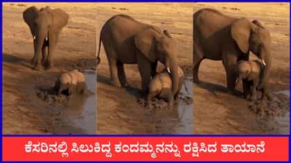 ಕೆಸರಿನಲ್ಲಿ ಸಿಲುಕಿದ್ದ ಕಂದಮ್ಮನನ್ನು ರಕ್ಷಿಸಿದ ತಾಯಾನೆ