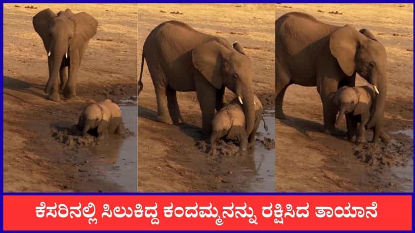 Video: ಕೆಸರಿನಲ್ಲಿ ಸಿಲುಕಿದ್ದ ಕಂದಮ್ಮನನ್ನು ರಕ್ಷಿಸಿದ ತಾಯಾನೆ