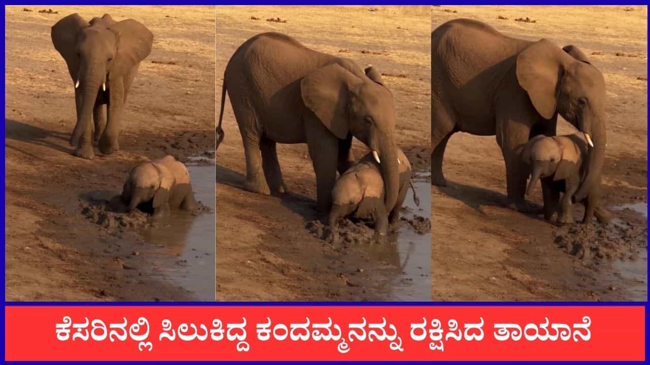 Video: ಕೆಸರಿನಲ್ಲಿ ಸಿಲುಕಿದ್ದ ಕಂದಮ್ಮನನ್ನು ರಕ್ಷಿಸಿದ ತಾಯಾನೆ