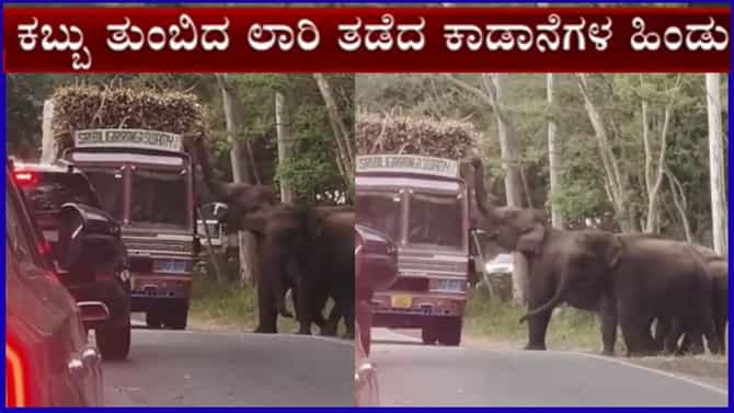 ಚಾಮರಾಜನಗರ: ಅಸನೂರು ಬಳಿ ಕಬ್ಬು ತುಂಬಿದ ಲಾರಿಯ ಅಡ್ಡಗಟ್ಟಿದ ಕಾಡಾನೆಗಳು