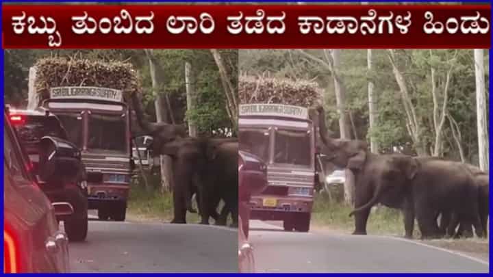 ಚಾಮರಾಜನಗರ: ಅಸನೂರು ಬಳಿ ಕಬ್ಬು ತುಂಬಿದ ಲಾರಿಯ ಅಡ್ಡಗಟ್ಟಿದ ಕಾಡಾನೆಗಳು, ಸಂಚಾರ ಅಸ್ತವ್ಯಸ್ತ ಚಾಮರಾಜನಗರ: ಅಸನೂರು ಬಳಿ ಕಬ್ಬು ತುಂಬಿದ ಲಾರಿಯ ಅಡ್ಡಗಟ್ಟಿದ ಕಾಡಾನೆಗಳು, ಸಂಚಾರ ಅಸ್ತವ್ಯಸ್ತ