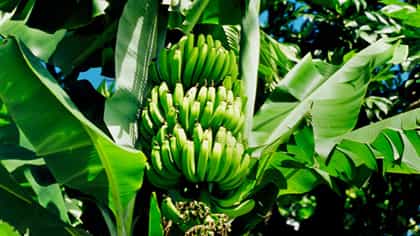ಹಿಂದೂ ಪೂಜೆಗಳಲ್ಲಿ ಬಾಳೆ ಗಿಡ ಏಕೆ ಕಡ್ಡಾಯ? ಆಧ್ಯಾತ್ಮಿಕ ರಹಸ್ಯ ಇಲ್ಲಿದೆ