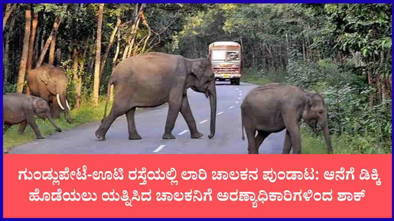 ಬಂಡೀಪುರದಲ್ಲಿ ಕಾಡಾನೆಗೆ ಲಾರಿ ಗುದ್ದಿಸಲು ಯತ್ನಿಸಿದ ಚಾಲಕ: ಕೇರಳ ಚಾಲಕನಿಗೆ 5,000 ರೂ. ದಂಡ