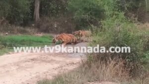 ಬಂಡೀಪುರದಲ್ಲಿ ಮತ್ತೆ ಹುಲಿ ಬೇಟೆ ಶಂಕೆ: ಬವಾರಿಯಾ ಗ್ಯಾಂಗ್ ಸಕ್ರಿಯದ ಅನುಮಾನ