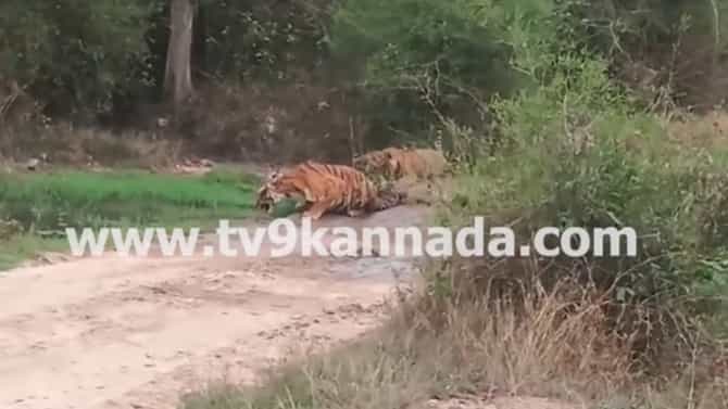 ಬಂಡೀಪುರದಲ್ಲಿ ಮತ್ತೆ ಹುಲಿ ಬೇಟೆ ಶಂಕೆ: ಬವಾರಿಯಾ ಗ್ಯಾಂಗ್ ಸಕ್ರಿಯದ ಅನುಮಾನ