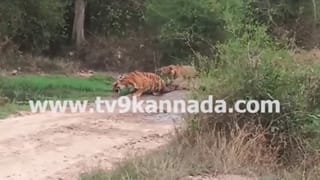 ಬಂಡೀಪುರದಲ್ಲಿ ಮತ್ತೆ ಹುಲಿ ಬೇಟೆ ಶಂಕೆ: ಬವಾರಿಯಾ ಗ್ಯಾಂಗ್ ಸಕ್ರಿಯದ ಅನುಮಾನ, ಆನೆ ದಂತವೂ ನಾಪತ್ತೆ!