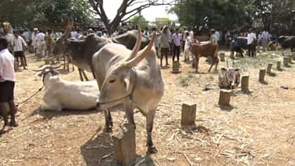 ಬರದಲ್ಲಿ ಭಾರವಾದ ಜಾನುವಾರುಗಳು: ಮೇವು-ನೀರಿಲ್ಲದೇ ಮಾರಾಟಕ್ಕೆ ಮುಂದಾದ ರೈತರು