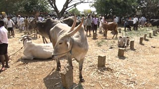 ಬರದಲ್ಲಿ ಭಾರವಾದ ಜಾನುವಾರುಗಳು: ಮೇವು, ನೀರಿಲ್ಲದೇ ಮಾರಾಟಕ್ಕೆ ಮುಂದಾದ ರೈತರು