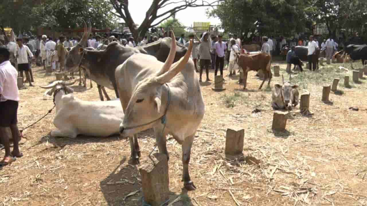 ಬರದಲ್ಲಿ ಭಾರವಾದ ಜಾನುವಾರುಗಳು: ಮೇವು, ನೀರಿಲ್ಲದೇ ಮಾರಾಟಕ್ಕೆ ಮುಂದಾದ ರೈತರು