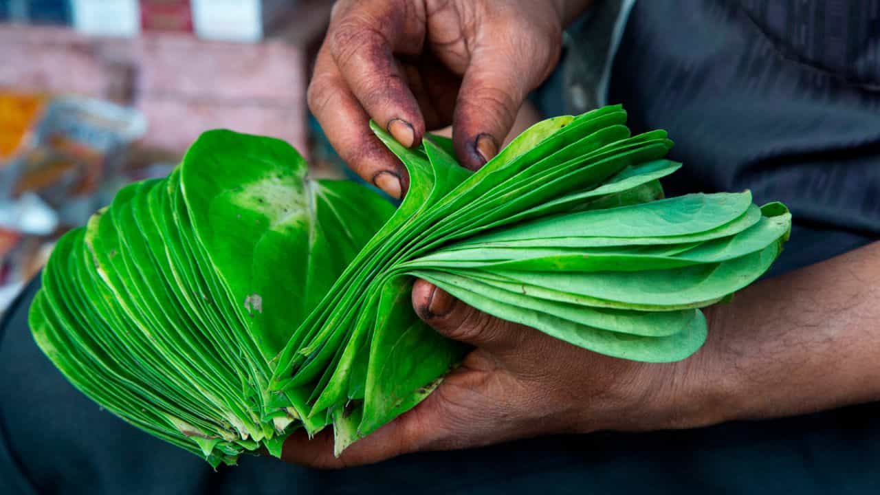 ಕೆಮ್ಮು ಮತ್ತು ಅಜೀರ್ಣಕ್ಕೆ ವೀಳ್ಯದೆಲೆ ಬಳಸುತ್ತೀರಾ? ತಿಳಿಯಬೇಕಾದ ಮುಖ್ಯ ವಿಚಾರಗಳು ಕೆಮ್ಮು ಮತ್ತು ಅಜೀರ್ಣಕ್ಕೆ ವೀಳ್ಯದೆಲೆ ಬಳಸುತ್ತೀರಾ? ತಿಳಿಯಬೇಕಾದ ಮುಖ್ಯ ವಿಚಾರಗಳು