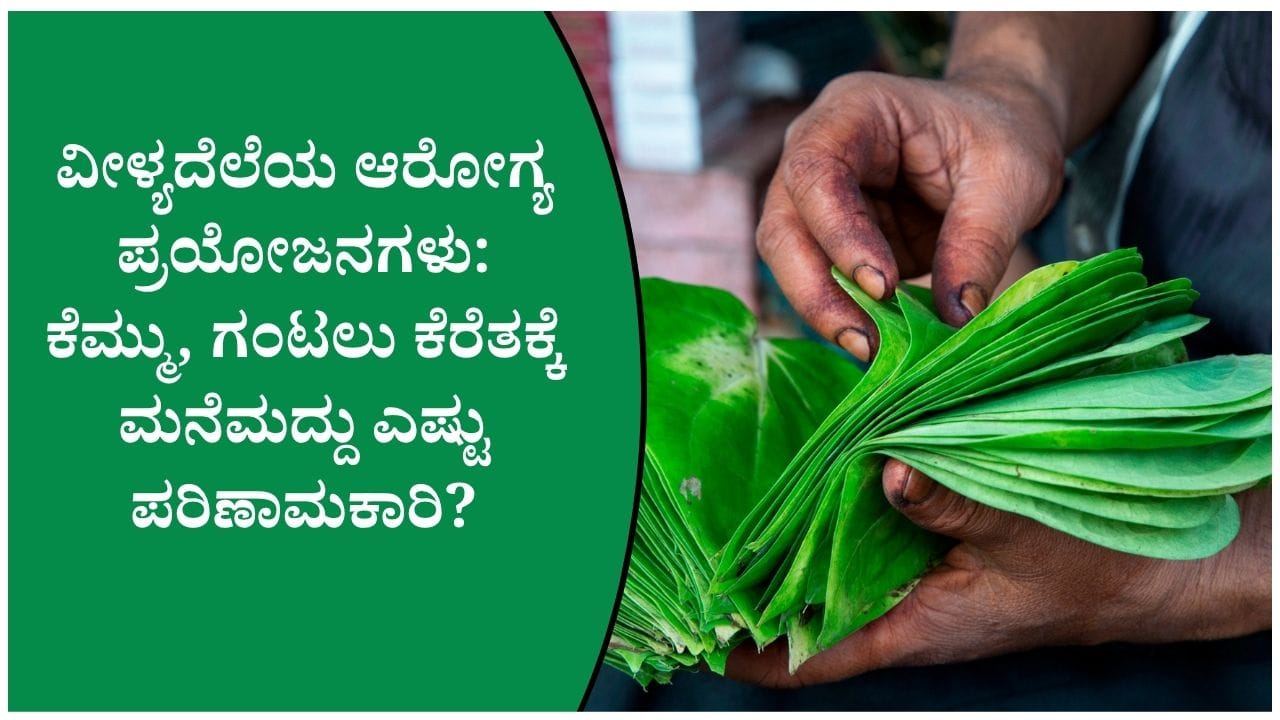 ಕೆಮ್ಮು ಮತ್ತು ಅಜೀರ್ಣಕ್ಕೆ ವೀಳ್ಯದೆಲೆ ಬಳಸುತ್ತೀರಾ? ತಿಳಿಯಬೇಕಾದ ಮುಖ್ಯ ವಿಚಾರಗಳು