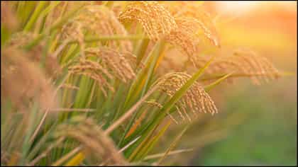ಭೂಮಿ ಹುಣ್ಣಿಮೆ ಯಾವಾಗ?; ಹಬ್ಬದ ಮಹತ್ವ, ಪೂಜಾ ವಿಧಾನ ಮತ್ತು ಸಂಪ್ರದಾಯ