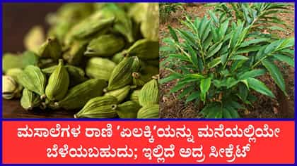 ಮನೆಯಲ್ಲಿಯೇ ಸುಲಭವಾಗಿ ಏಲಕ್ಕಿ ಗಿಡ ಬೆಳೆಸುವ ವಿಧಾನ