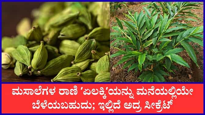 ಮನೆಯಲ್ಲಿಯೇ ಸುಲಭವಾಗಿ ಏಲಕ್ಕಿ ಗಿಡ ಬೆಳೆಸುವ ವಿಧಾನ